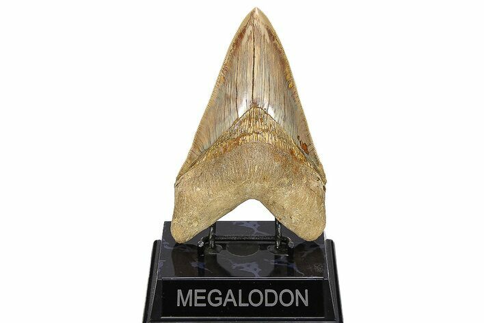 Serrated, Fossil Megalodon Tooth - Indonesia #279192